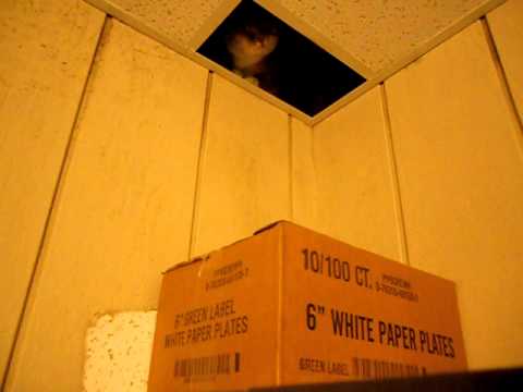 Merry Christmas from Talina.AVI