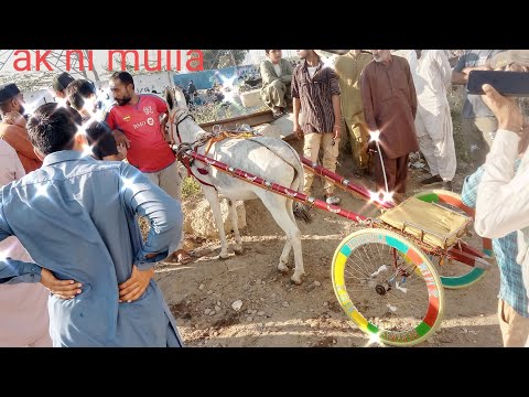 New donki race baraf vs sartaj win