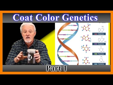 Dog Coat Color Genetics Explained (101)