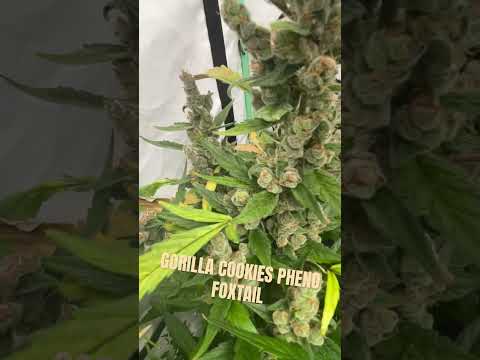 #foxtail #loveit #grow #cannabiscommunity420 use AUFWS for promo 15% @FastBudsGenetics