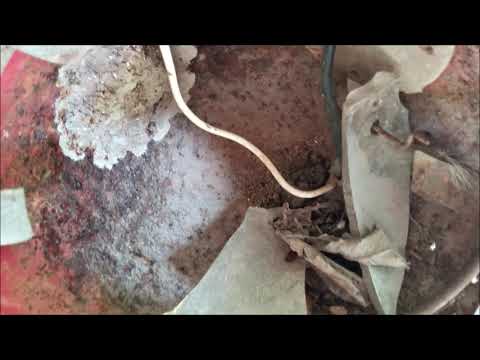 Gesumm - Thanks, Krella