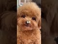 Your Cute Pet According To Your Name S First Letter Part 3 Aesthetic Petlovers Cutepets Pets