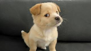 You Will Die From the Cuteness of These Dogs 😍 Top Funniest Puppies in the World!