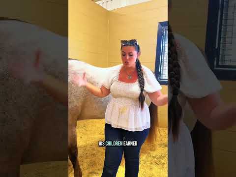 Inside the stall with AQHA stallion V.S. Code Red—one of the greats.