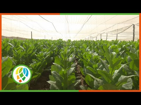 Estructuras agrícolas de San Juan y Martínez consolidan producción tabacalera