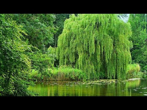 OVO SU PRIRODNI HORMONI ZA BRŽE UKORENJAVANJE BILJAKA