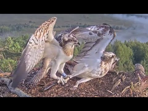Poor Louis suffers a sustained attack by Darach the Loch Arkaig Osprey chick 16 Aug 2025 (zoom)