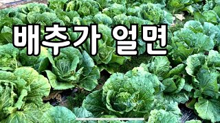 배추 얼어도 묶을 필요 없을까요