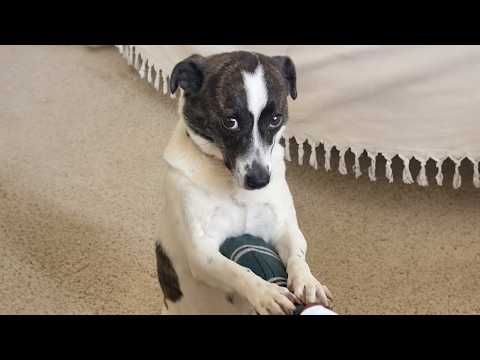 Vous ne pourrez pas vous arrêter de rire devant ces vidéos de chiens les plus drôles de tous les temps !