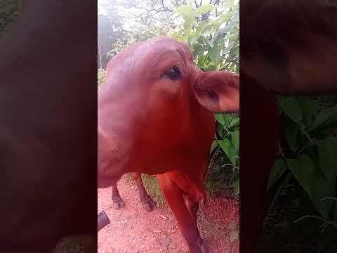 carnaiba pe sitio tamboril