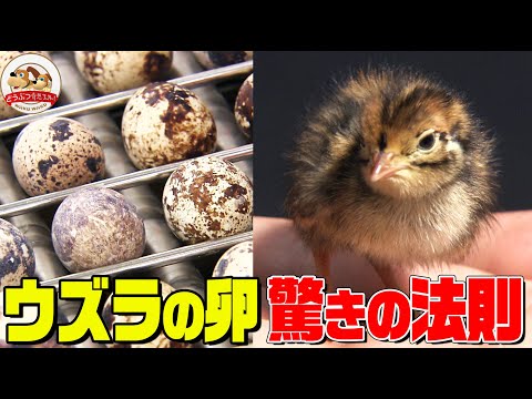 , title : '【動物トリビア】知ってそうで知らない鳥「ウズラ」の卵に秘められたある法則とは！？【どうぶつ奇想天外／WAKUWAKU】'