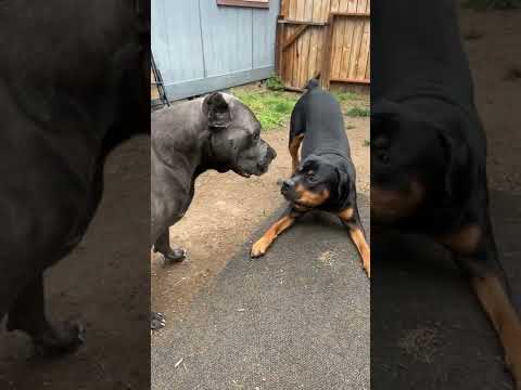 The boys at it again! ( Cane corso vs Rottweiler