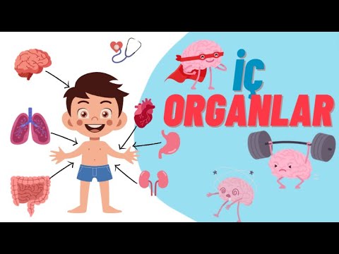 İÇ ORGANLARIMIZ | Organlarımızı Tanıyalım |Çocuklar İçin Eğitici Video |Okul Öncesi Eğitim #eğitici