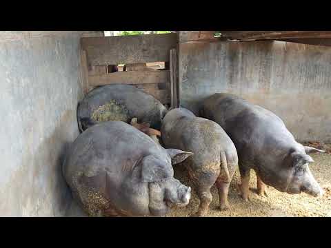 UM FIM DE SEMANA TOP NA ROÇA, CAMPESTRE DE GOIÁS!