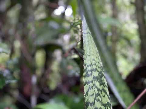 Dois Sóis - Estrelas de Ouro (Hinário Sete Linhas) Ao vivo no Mahadeva Studios