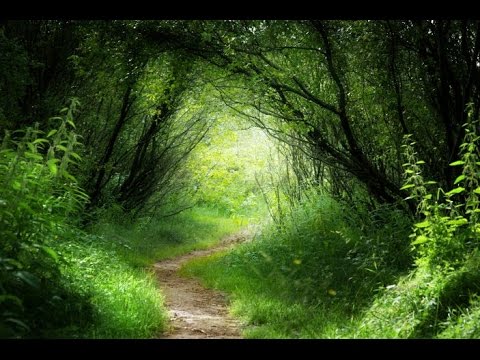 Healing Meditation Music, Relaxing Music, Calming Music, Stress Relief Music, Peaceful Music, ☯2833