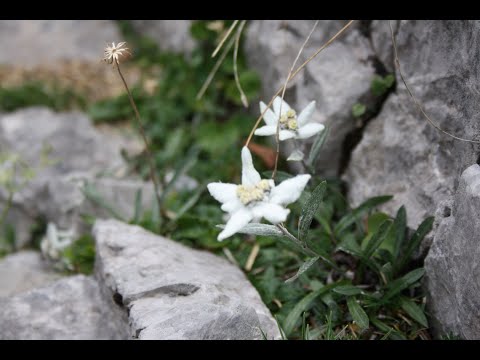 Monte Zermula - ferrata "Amici della montagna"