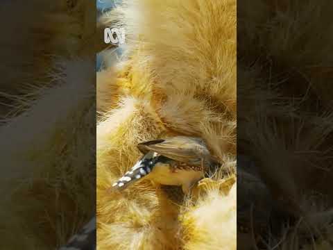 Zebra Finch nests inside dead dingo Pets & Animals Shorts ABC Australia