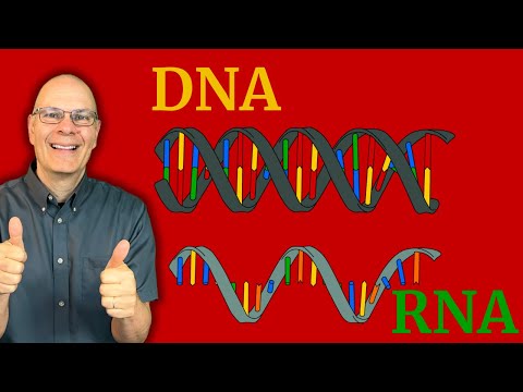 DNA & RNA: What AP Bio Students NEED to Know