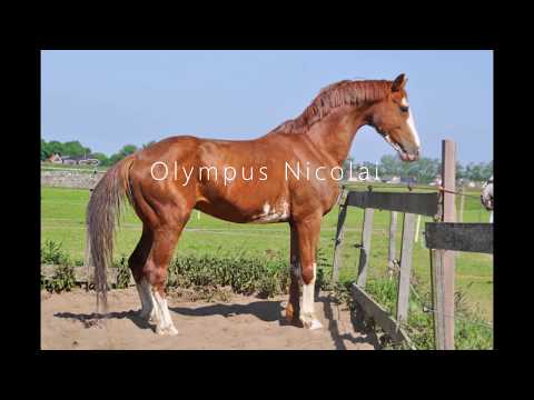 Olympus Nicolai (Negro x Quaterback)