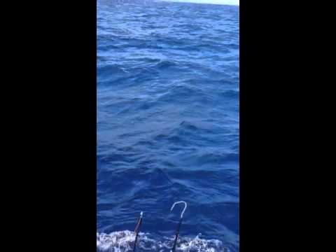 Peixe de 160 kg salta para dentro de barco de pescadores