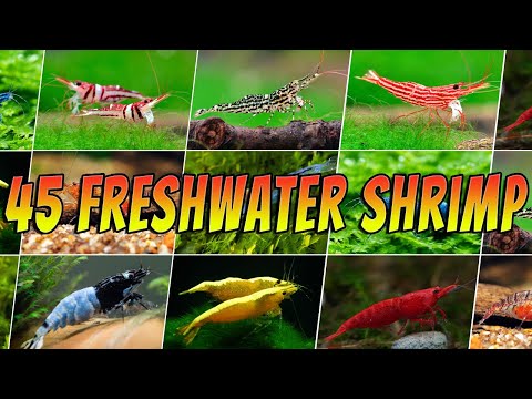 45 Stunning Freshwater Aquarium Shrimps: Rare & Common Shrimp Varieties