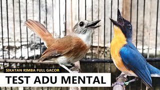 Download lagu Suara srdc jantan gacor ‼️MP3 Pancingan buat NGETREK Tledekan gunung Sulingan bakau Jongkangan Kacer mp3 Download lagu Suara srdc jantan gacor ‼️MP3 Pancingan buat NGETREK Tledekan gunung Sulingan bakau Jongkangan Kacer mp3