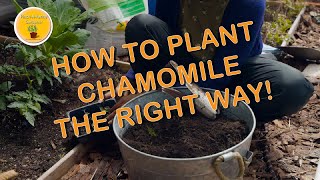 Planting Chamomile for Beginners !!