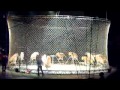 Circus Tigers