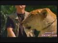 Liger - Super Felino - cruzamento de tigre com leão ...