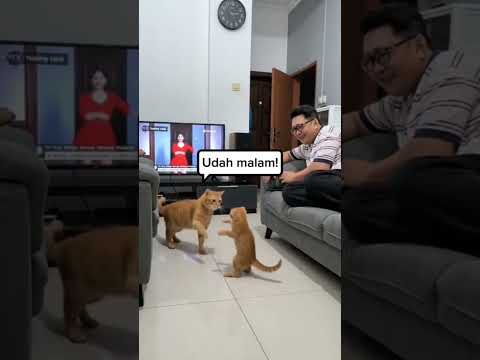 galak bener emak si oyen 😁