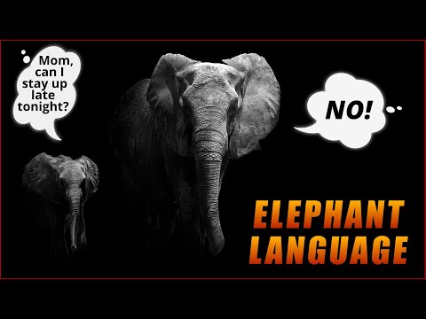 Language Of Elephants  - How Does The Biggest Land Animal Communicate?