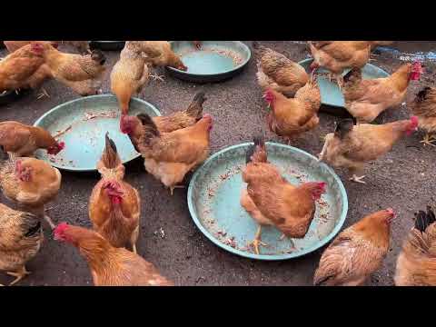 What It’s Like Raising So Many Chickens | Backyard Tour