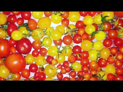 Tomaten ziehen vom Süden in den Norden :-)
