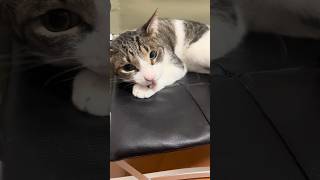 お出迎え最近ないから父から行く✨ #猫 #猫のいる暮らし #猫動画 #かわいい #癒し