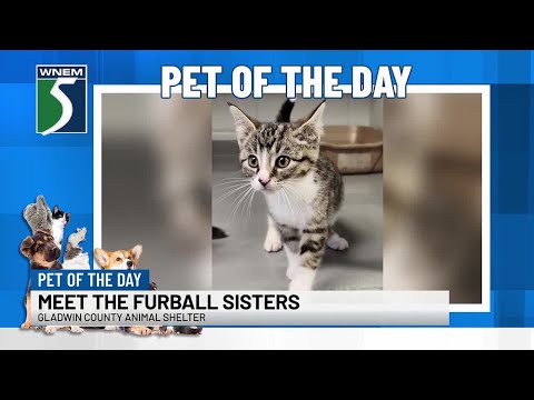 TV5 Pets of the Day: Meet the furball sisters!
