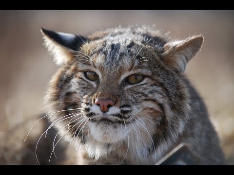 Catching Cats: How to Trap a Bobcat