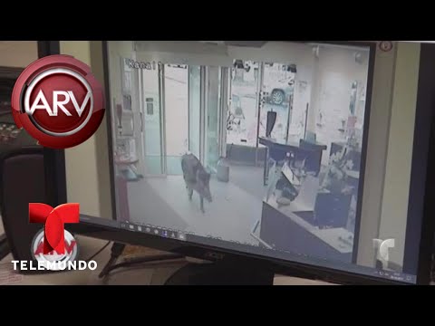 La furia de estos jabalíes dejó varios destrozos | Al Rojo Vivo | Telemundo