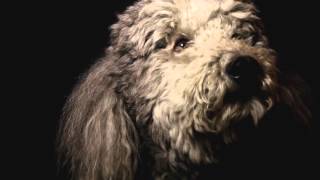 Heart of a Dog 2015  Official Trailer [HD 1080p]