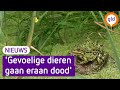 Doesburg wil TEO-proeftuin