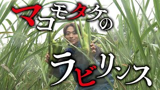 【祝！！チャンネル開設】マコモタケと澤夏の沼にハマる