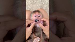 The mother is trying to remove the poisonous seed before the monkey swallows it 🫘🫘