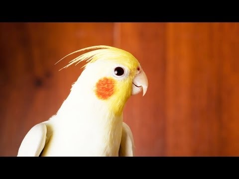 Training Birds – Háziállat
