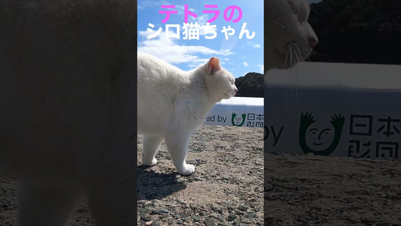 遅いぞ下僕❗️孤独なテトラのシロ猫ちゃん #cat #shorts #野良猫 #保護猫