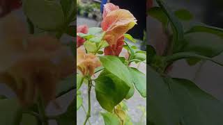 Download lagu let's go #jobbiehebriovlogs mp3 Download lagu let's go #jobbiehebriovlogs mp3