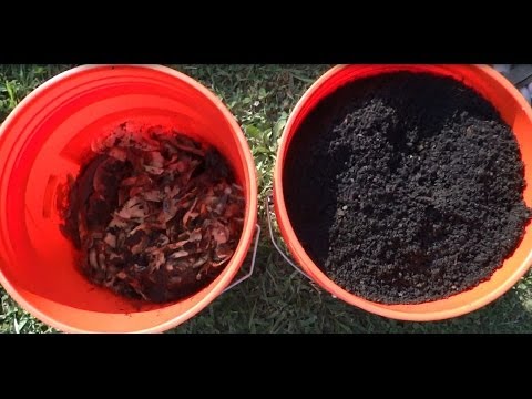 Harvesting Worm Casting - Worm Composting Update