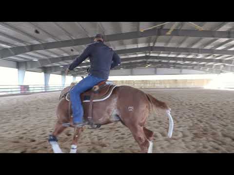 WHAT TO DO IF YOUR HORSE IS FRESH