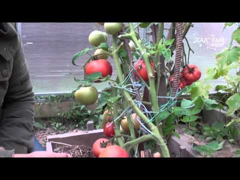 , title : 'Устойчивые сорта томатов: Евпатор и Розовый царь. Сайт "Садовый мир"'