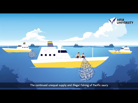 Protecting the Pacific Saury: Need for Effective Fishery Regulations –by SATO Chie