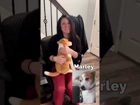 Petsies© Custom Plushie Unboxings